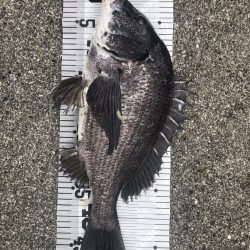 イチノ兄弟、釣果!