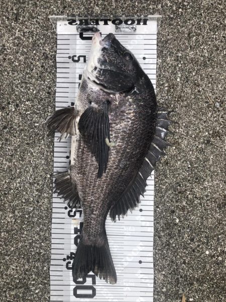 イチノ兄弟、釣果!