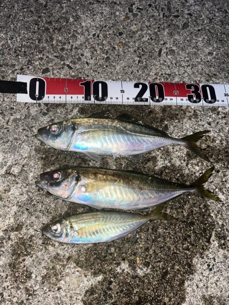 夕マヅメアジング