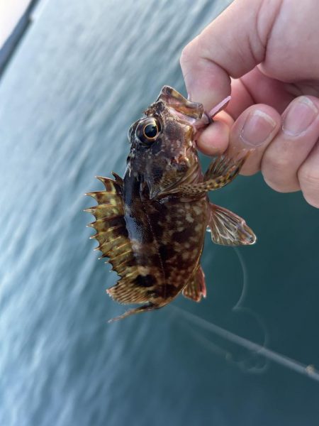 ガッシーは裏切らない