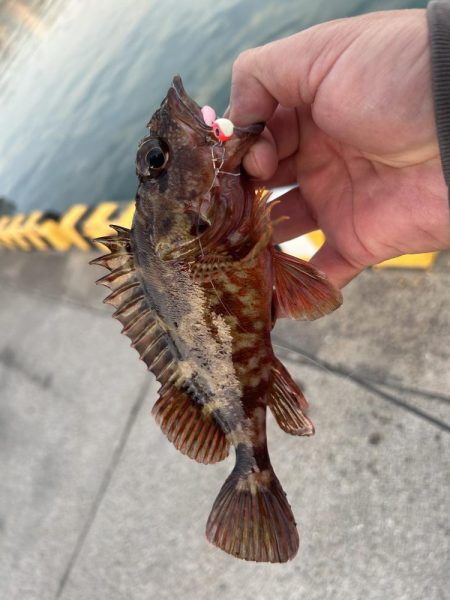 癒やしのガッシー2nd