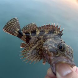 ガッシー狙ってたらクエ子