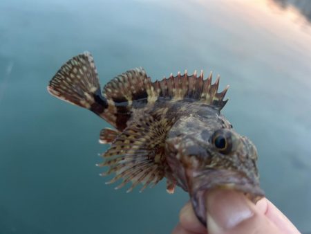 ガッシー狙ってたらクエ子