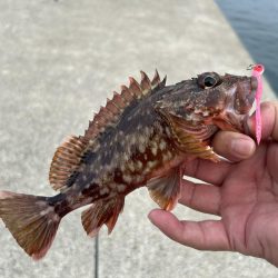 今日もガッシー