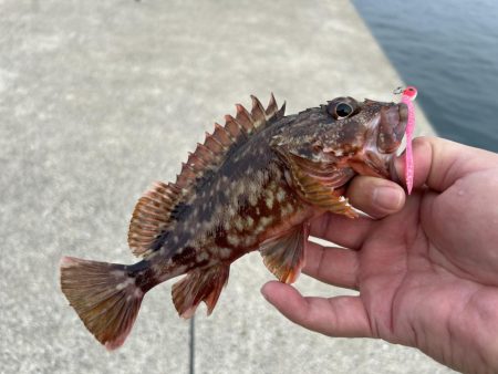 今日もガッシー