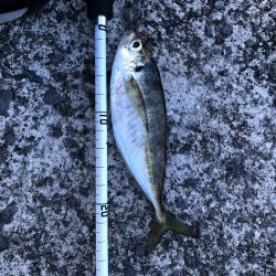 またしても爆風アジング