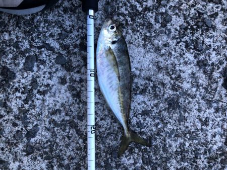 またしても爆風アジング