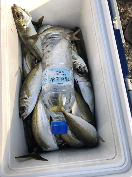 いつもの友達とアジング