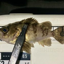 メバリングイベント01