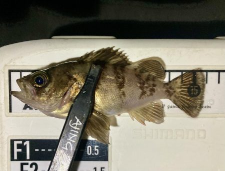 メバリングイベント01