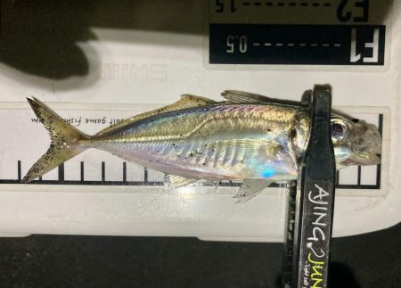 アジングイベント04