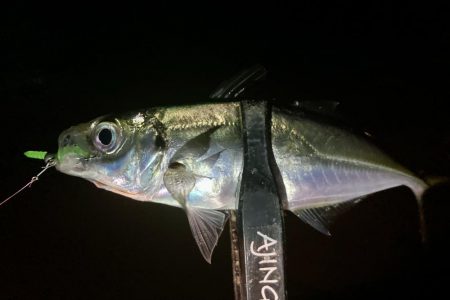 アジングイベント06