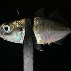 アジングイベント09