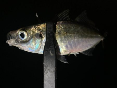 アジングイベント09