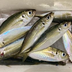 アジングイベント11