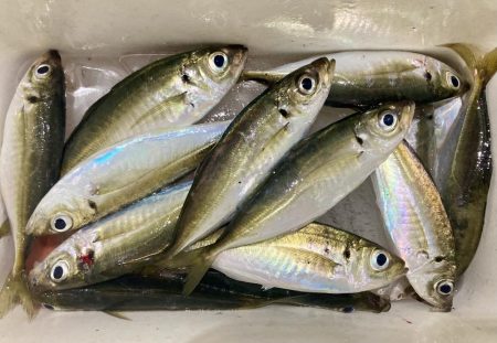 アジングイベント11