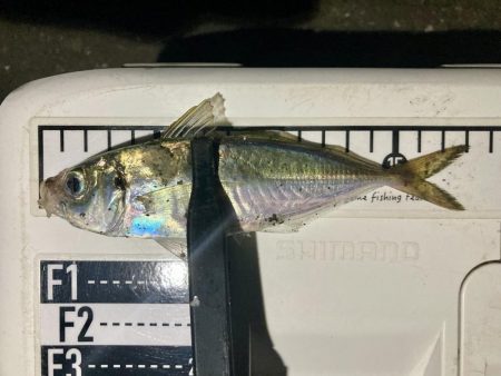 アジングイベント12