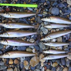 キス釣り　渋い