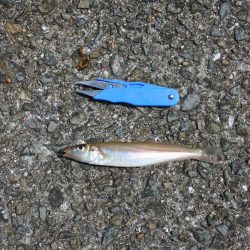 キス釣り 天候は良かったが