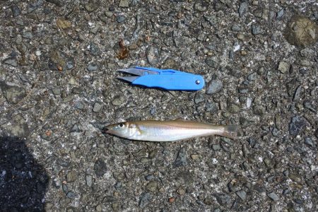 キス釣り 天候は良かったが