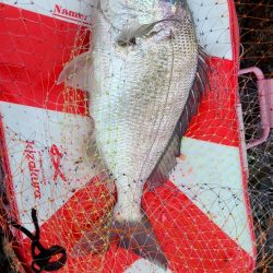 和歌山勝浦(清丸渡船)でグレ釣りトーナメント