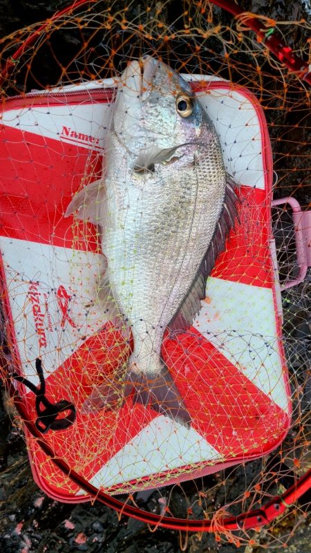 和歌山勝浦（清丸渡船）でグレ釣りトーナメン…