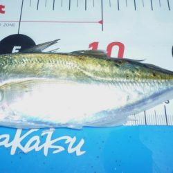 2024、5/16~17日の深夜から翌朝までのサビキ釣り