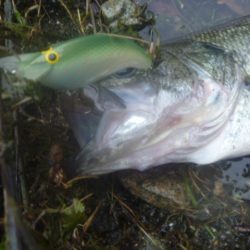 GW明けバス釣り