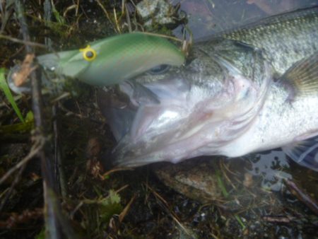 GW明けバス釣り