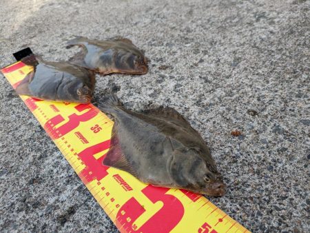 イシガレイ上がる！！噴火湾カレイがピーク！！