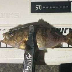 メバリングイベント03