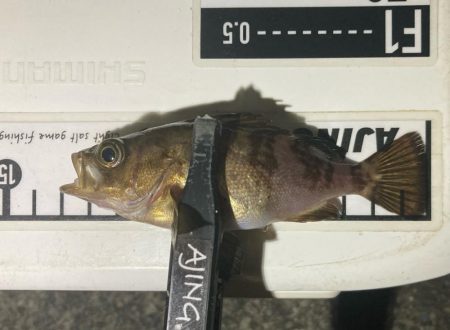 メバリングイベント03