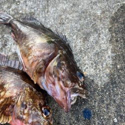 ガシリングでキス釣れました