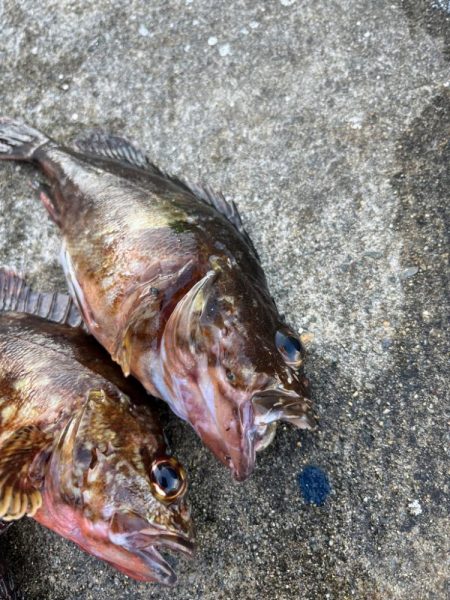 ガシリングでキス釣れました