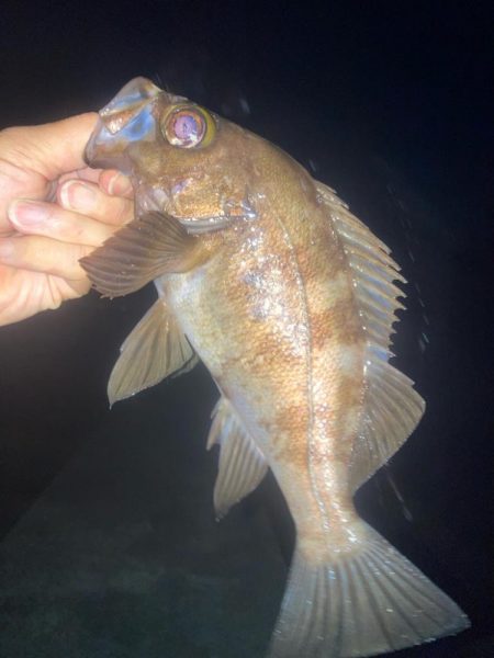 2024ライトゲーム第18戦