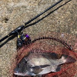 磯で乗っ込みチヌ釣り