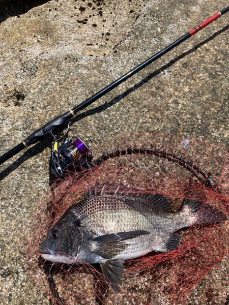 磯で乗っ込みチヌ釣り