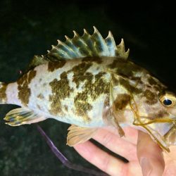 アジはどこ行った⁈