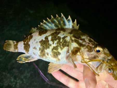 アジはどこ行った⁈