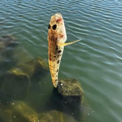 今年初のテナガエビ釣行！！