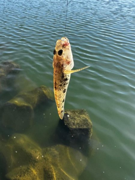 今年初のテナガエビ釣行！！