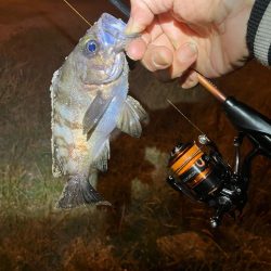 イベント入れ替えならず