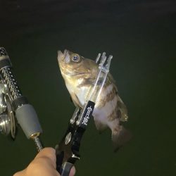 ナイト五目釣り