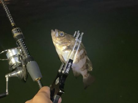 ナイト五目釣り