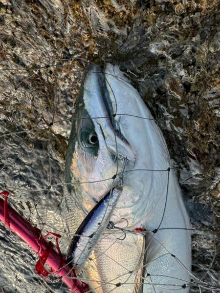 R6サクラ　ファイナル