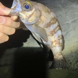 連日メバリング