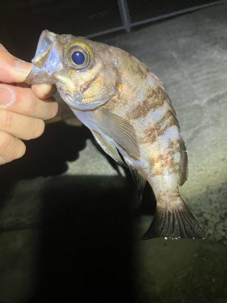 連日メバリング