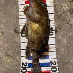 メバリング上向き？