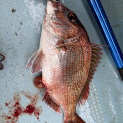 タイラバで真鯛