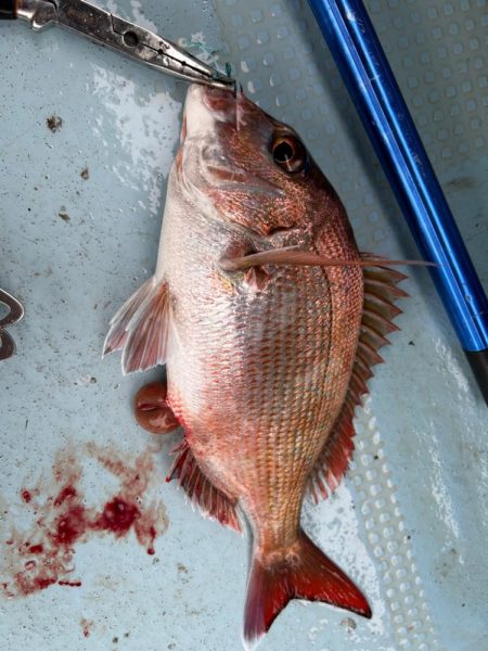 タイラバで真鯛